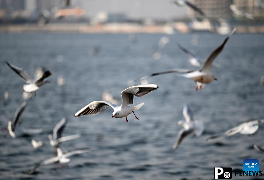 Thousands of seagulls seen flying above Haihe River in north China