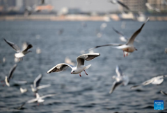 Thousands of seagulls seen flying above Haihe River in north China's Tianjin