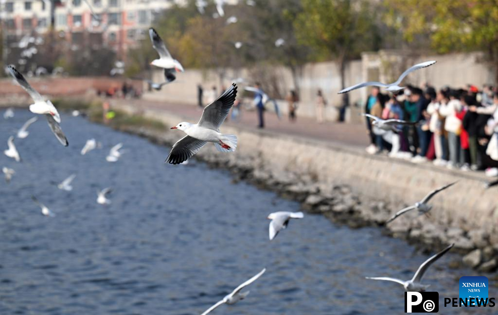Thousands of seagulls seen flying above Haihe River in north China