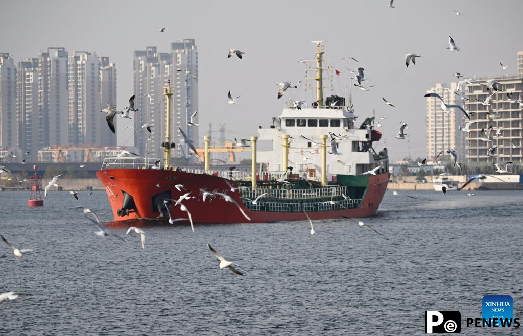 Thousands of seagulls seen flying above Haihe River in north China