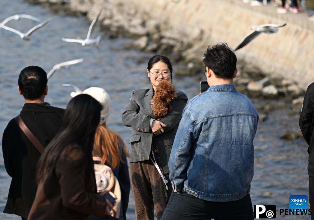 Thousands of seagulls seen flying above Haihe River in north China