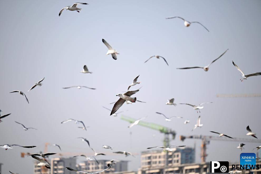 Thousands of seagulls seen flying above Haihe River in north China