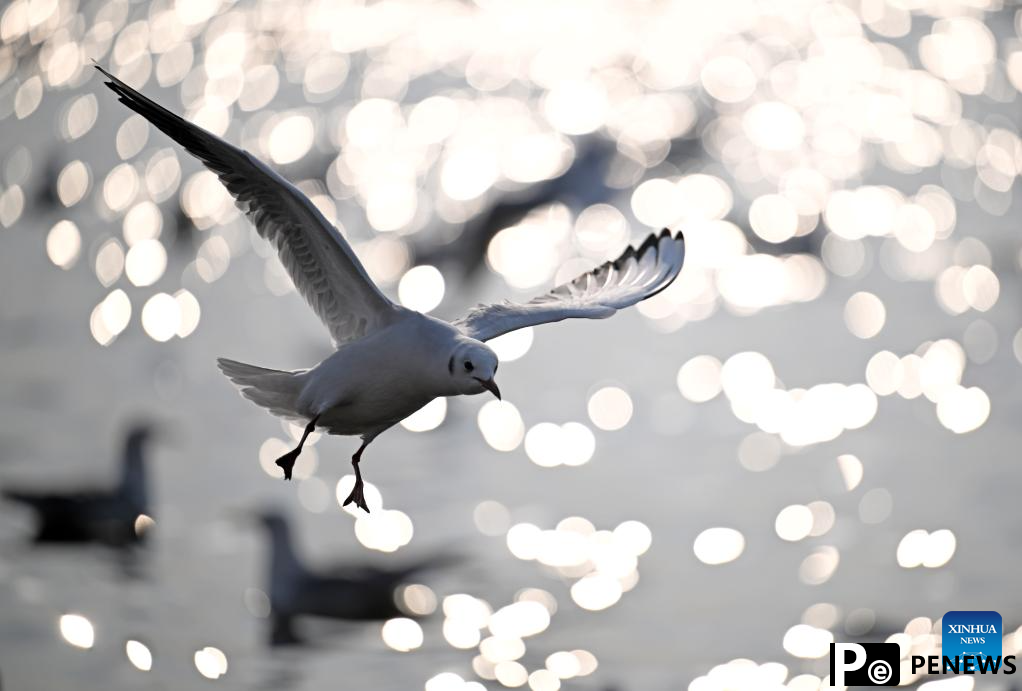 Thousands of seagulls seen flying above Haihe River in north China