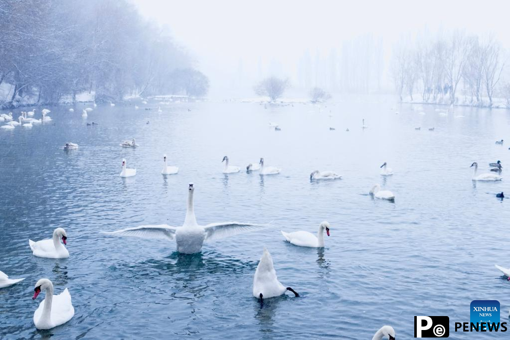 In pics: Swan Spring Wetland Park in Yining County, China