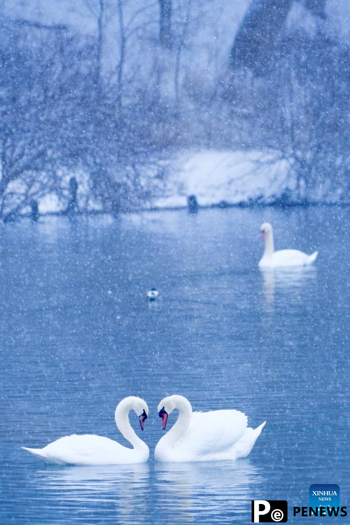 In pics: Swan Spring Wetland Park in Yining County, China