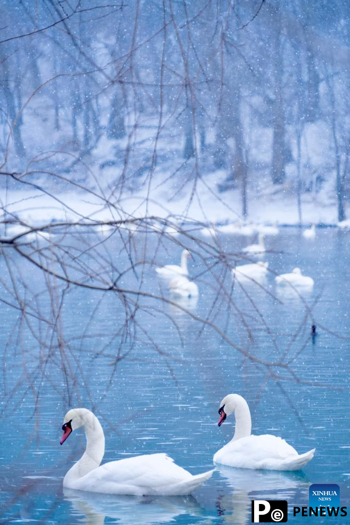 In pics: Swan Spring Wetland Park in Yining County, China