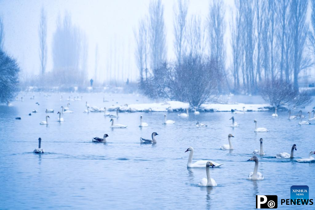 In pics: Swan Spring Wetland Park in Yining County, China