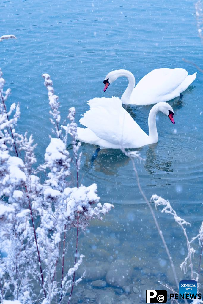 In pics: Swan Spring Wetland Park in Yining County, China