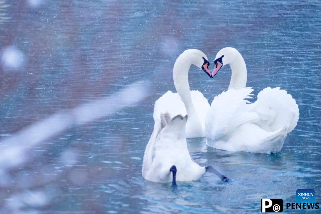 In pics: Swan Spring Wetland Park in Yining County, China