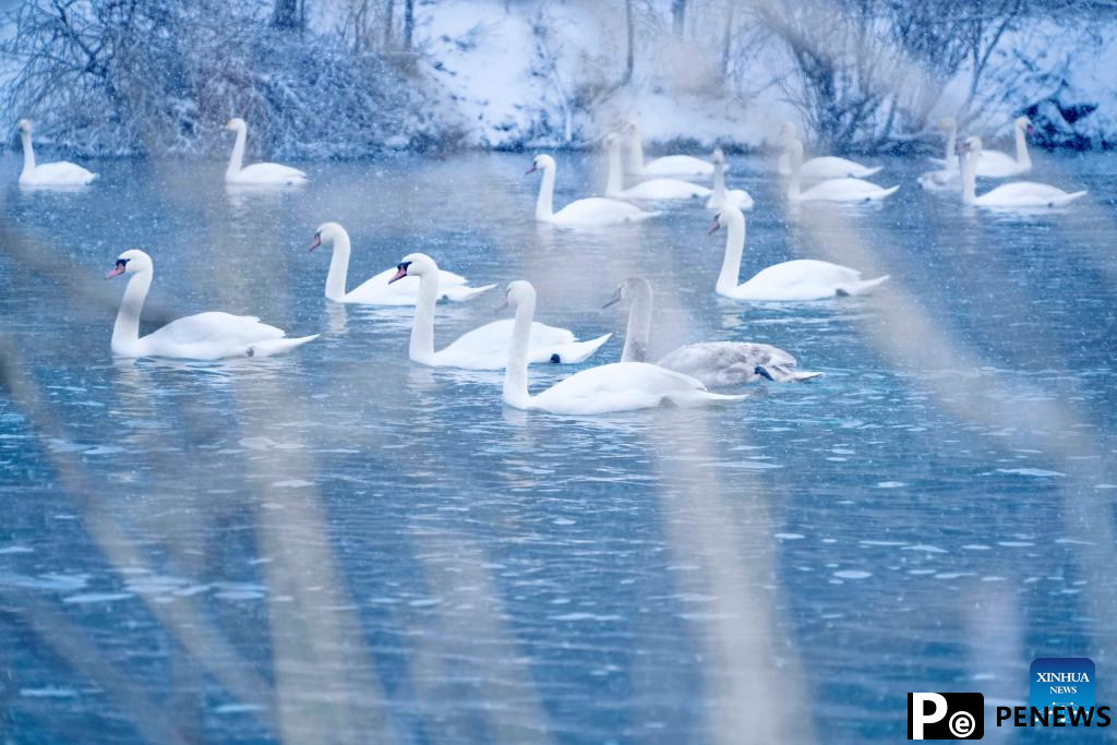 In pics: Swan Spring Wetland Park in Yining County, China