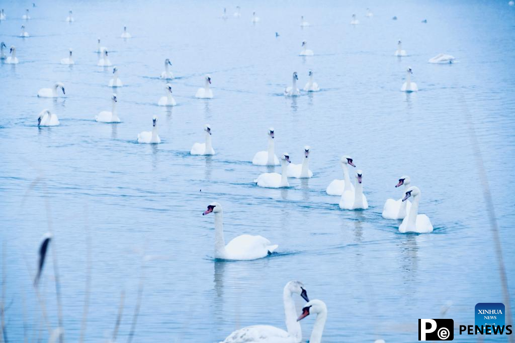 In pics: Swan Spring Wetland Park in Yining County, China