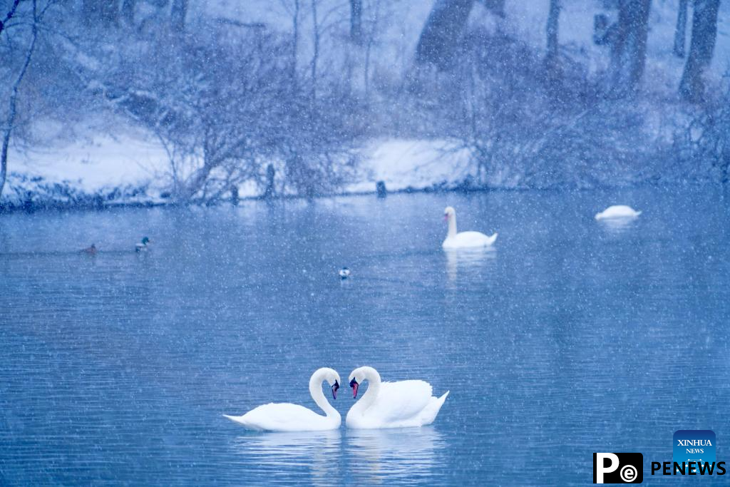 In pics: Swan Spring Wetland Park in Yining County, China