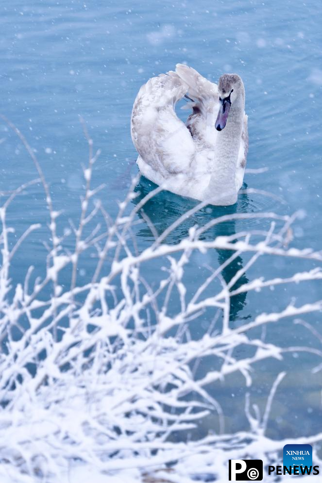 In pics: Swan Spring Wetland Park in Yining County, China