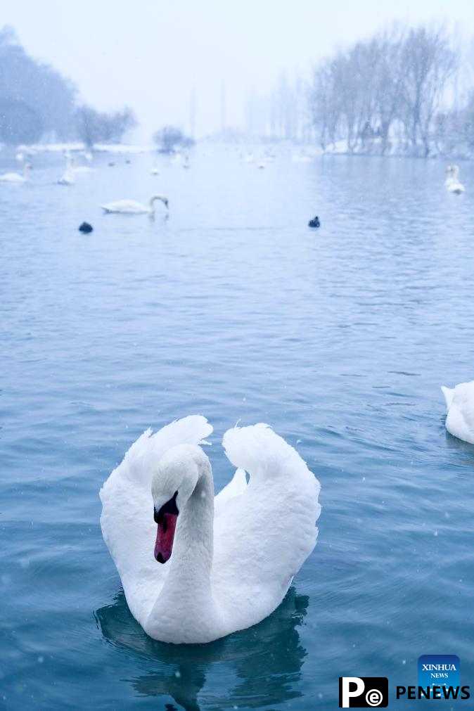 In pics: Swan Spring Wetland Park in Yining County, China