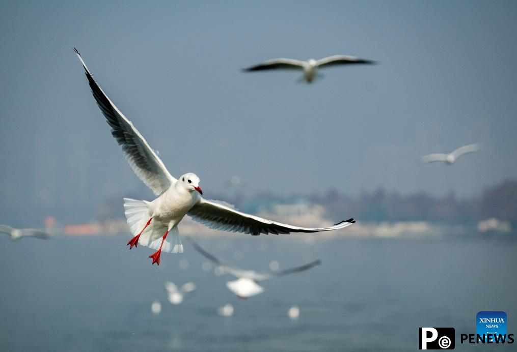 Wintering red-billed gulls arrive in Donghu Lake scenic spot in Wuhan, C China