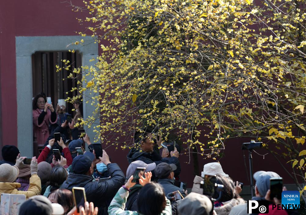 Wintersweet flowers attract visitors at temple in Hangzhou