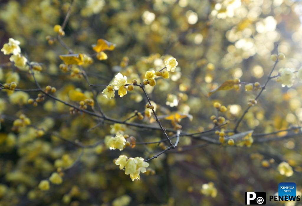 Wintersweet flowers attract visitors at temple in Hangzhou