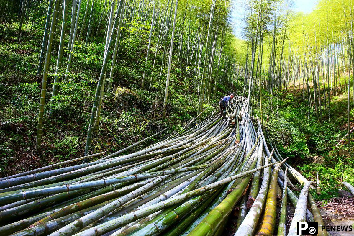 China pushes for bamboo to replace plastics
