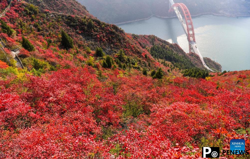 Red leaves dye mountains along Wuxia Gorge in SW China
