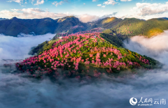Stunning views of mist-embraced cherry blossom valley in SW China's Yunnan Province