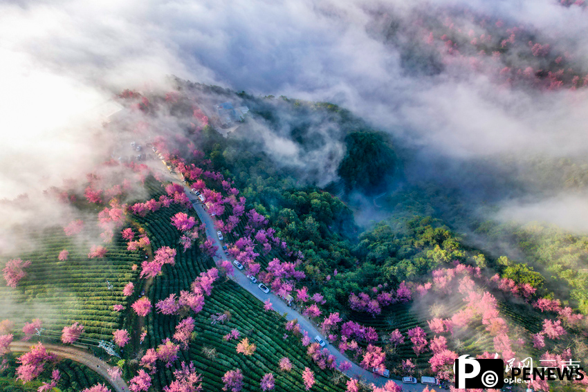 Stunning views of mist-embraced cherry blossom valley in SW China