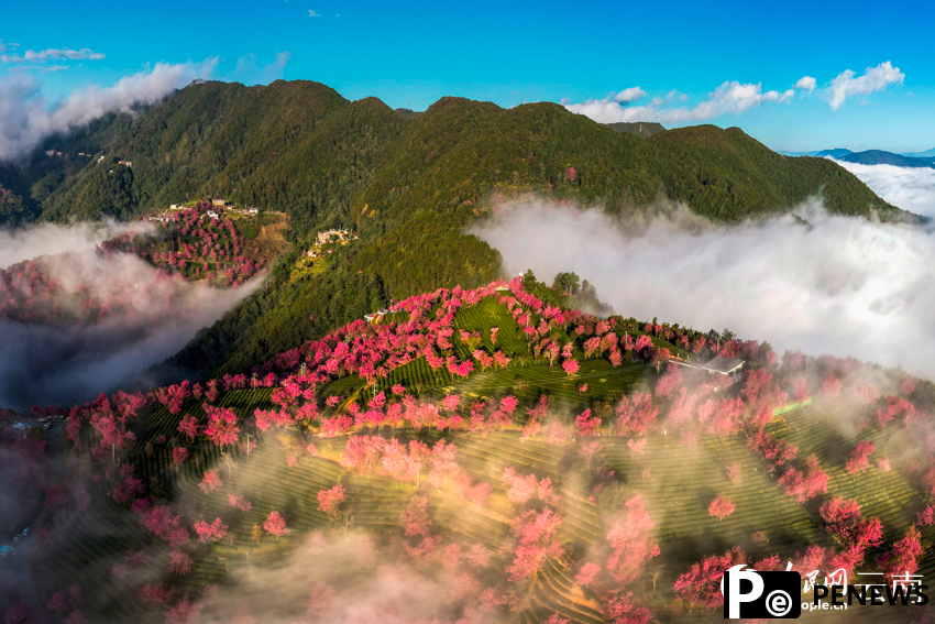 Stunning views of mist-embraced cherry blossom valley in SW China