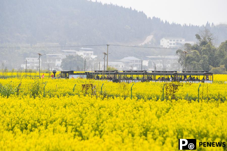 Chinese researchers identify mechanism regulating vitamin E, glucosinolate contents in rapeseed