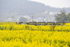 Chinese researchers identify mechanism regulating vitamin E, glucosinolate contents in rapeseed
