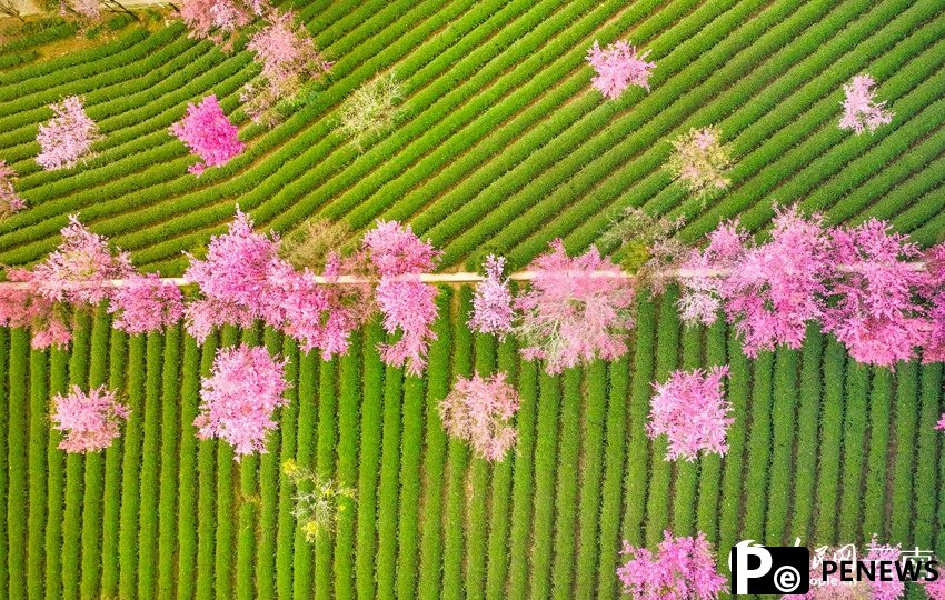 Thousands of cherry blossoms bloom as winter brings spring-like scenery to SW China