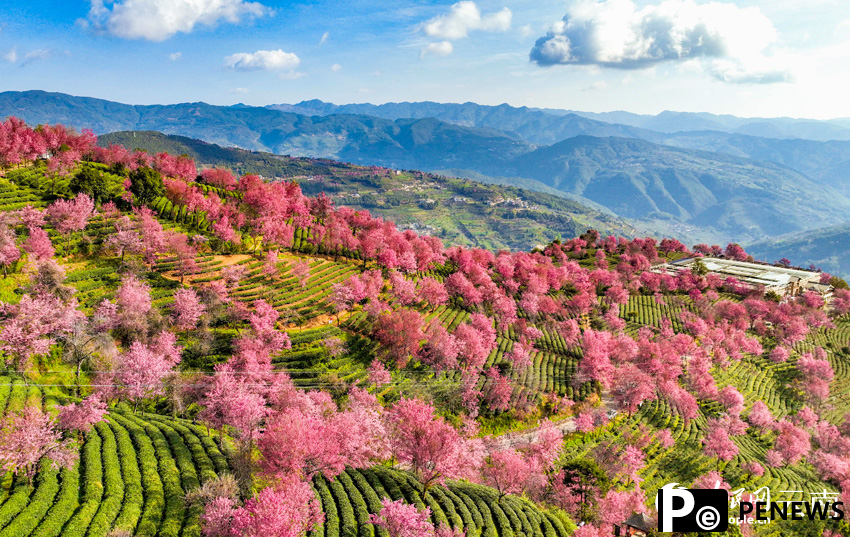 Thousands of cherry blossoms bloom as winter brings spring-like scenery to SW China