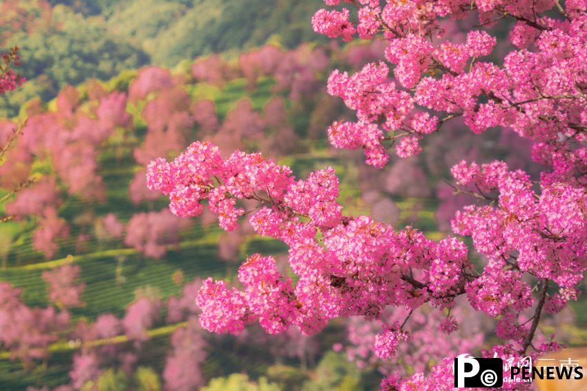 Thousands of cherry blossoms bloom as winter brings spring-like scenery to SW China
