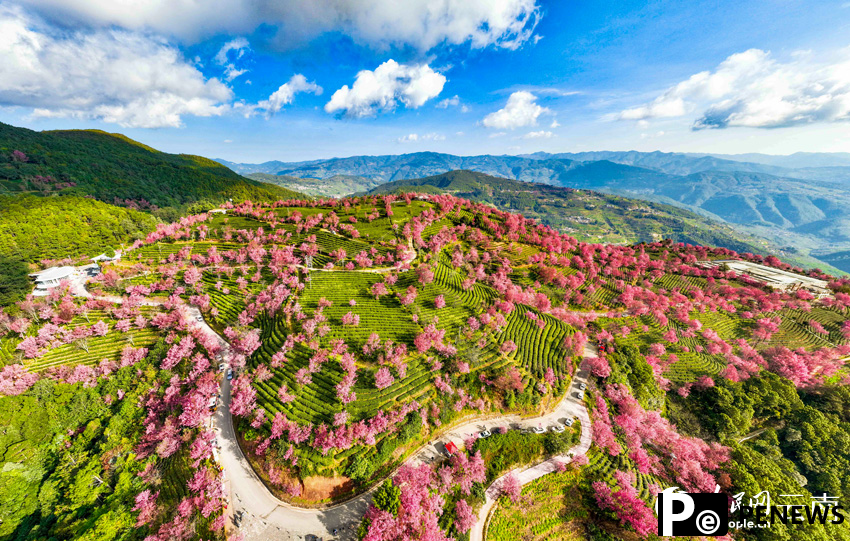 Thousands of cherry blossoms bloom as winter brings spring-like scenery to SW China