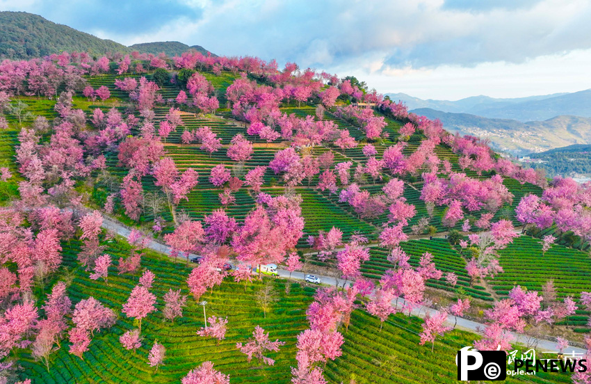 Thousands of cherry blossoms bloom as winter brings spring-like scenery to SW China