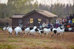 Birdwatching and beyond: booming ecotourism in E China's Jiangsu