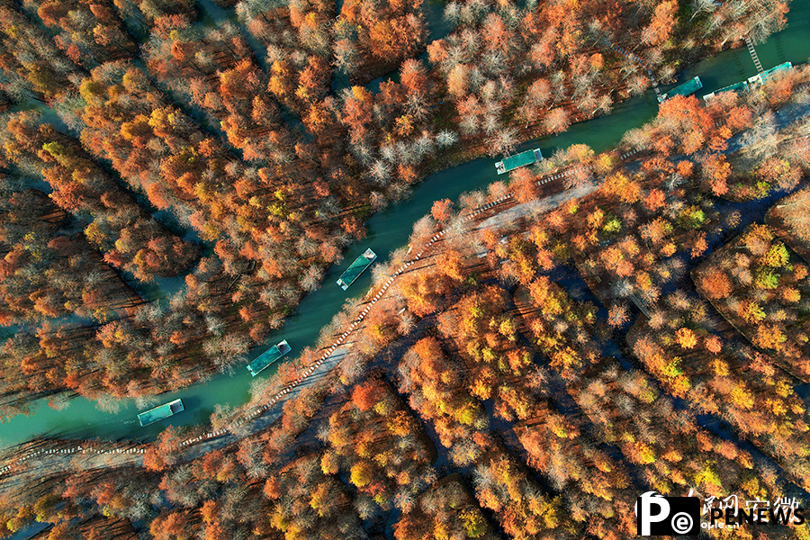 Vibrant bald cypress forests in Ningguo city, E China