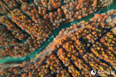 Vibrant bald cypress forests in Ningguo city, E China's Anhui enchant visitors