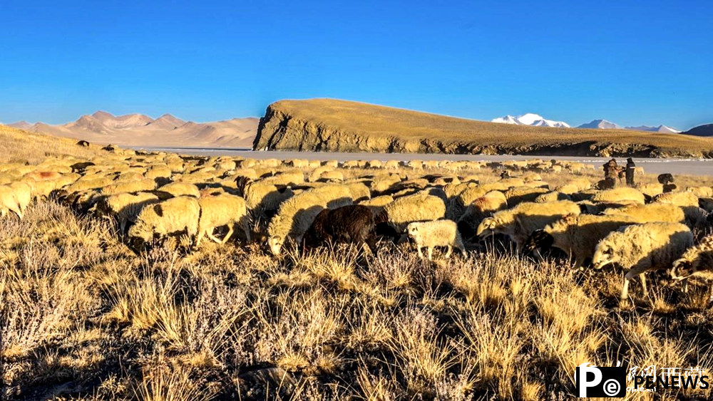 Stunning view of sheep herding on ice in SW China
