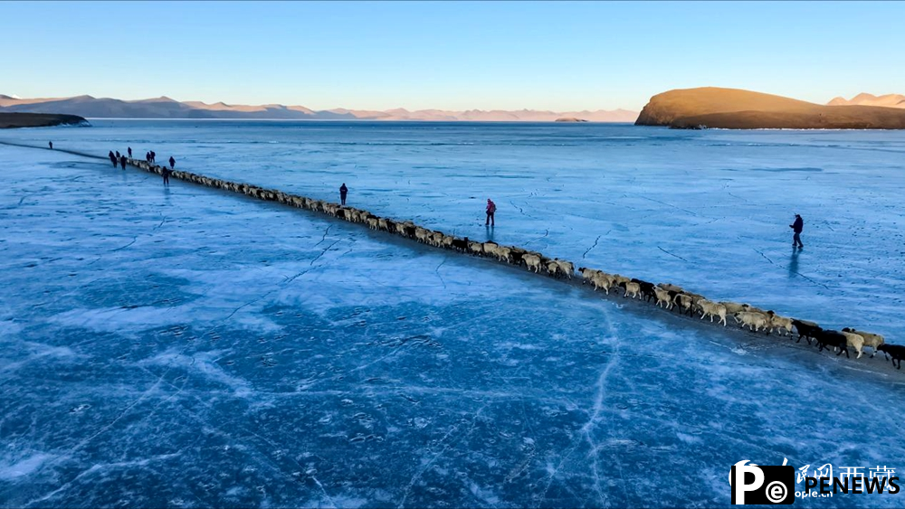 Stunning view of sheep herding on ice in SW China