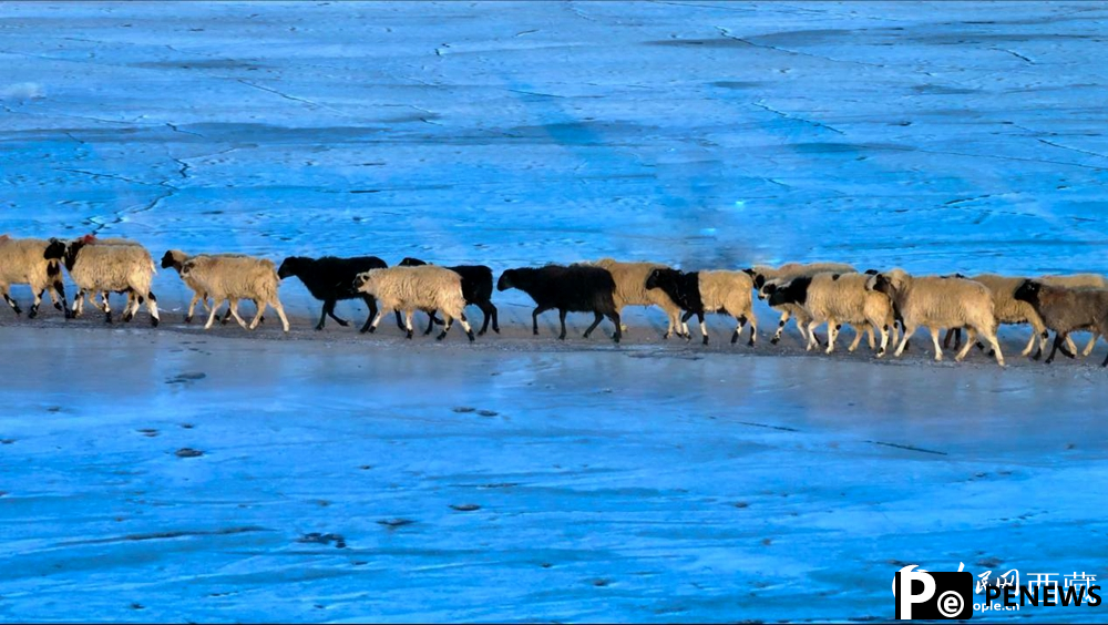 Stunning view of sheep herding on ice in SW China