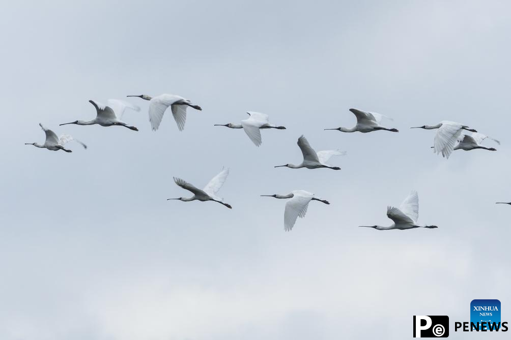 Pic story: forest ranger protects endangered birds in S China
