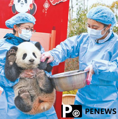 Wild panda encounters drive ecotourism boom in SW China