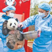 Wild panda encounters drive ecotourism boom in SW China's Sichuan