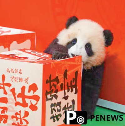 Wild panda encounters drive ecotourism boom in SW China