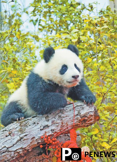 Wild panda encounters drive ecotourism boom in SW China