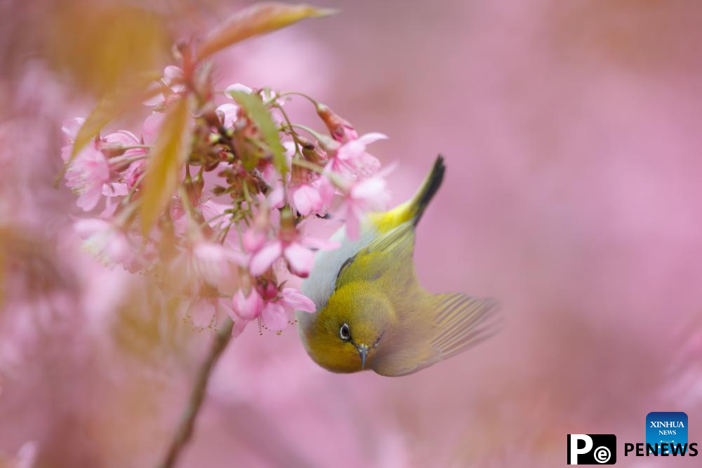 White-eye bird seen in Guiyang, SW China