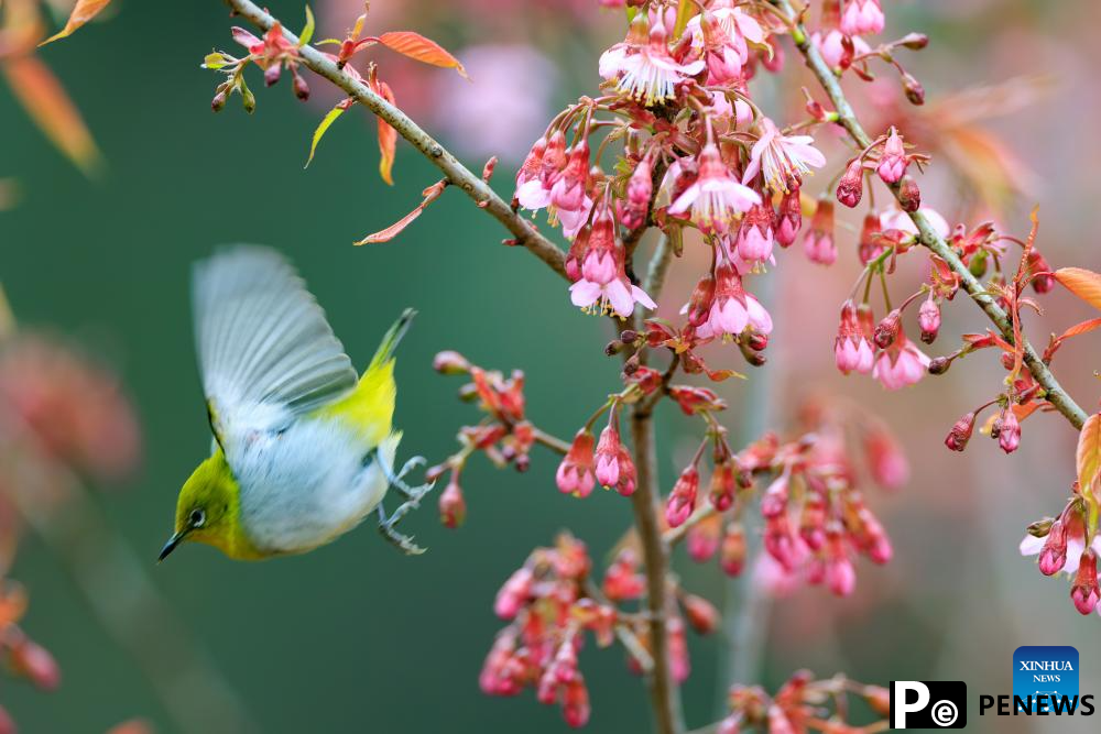 White-eye bird seen in Guiyang, SW China