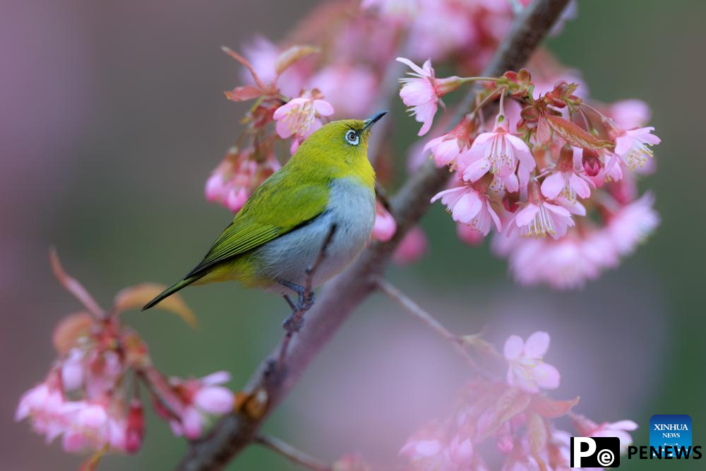 White-eye bird seen in Guiyang, SW China