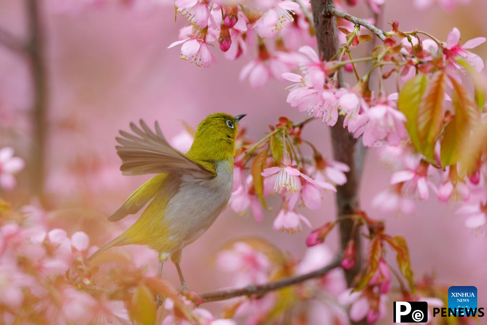 White-eye bird seen in Guiyang, SW China