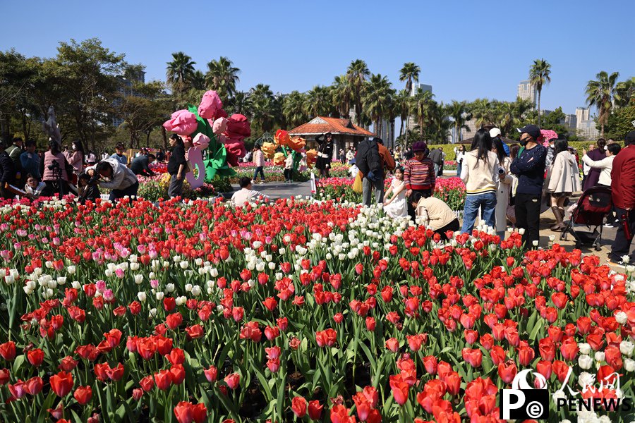 Sea of blooming tulips adds vibrant touch to Xiamen, SE China