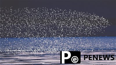 Birdwatching boosts ecotourism in Yancheng, E China